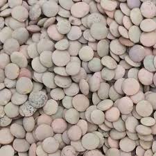 Llentia mallorquina granel (kg) ECO